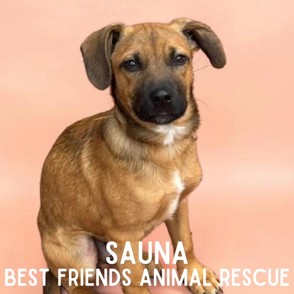 Sauna, a Adoptable Mixed Breed in Wasilla, AK image 1/6