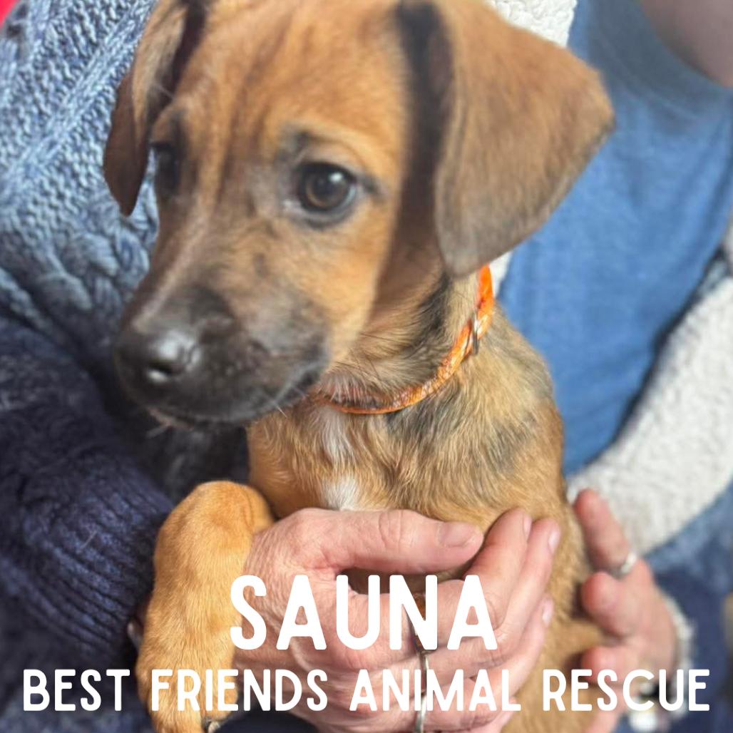 Sauna, a Adoptable Mixed Breed in Wasilla, AK image 2/6
