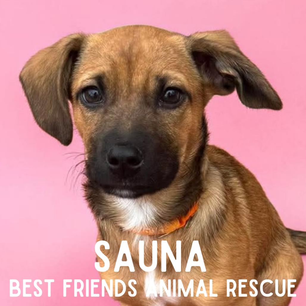 Sauna, a Adoptable Mixed Breed in Wasilla, AK image 3/6