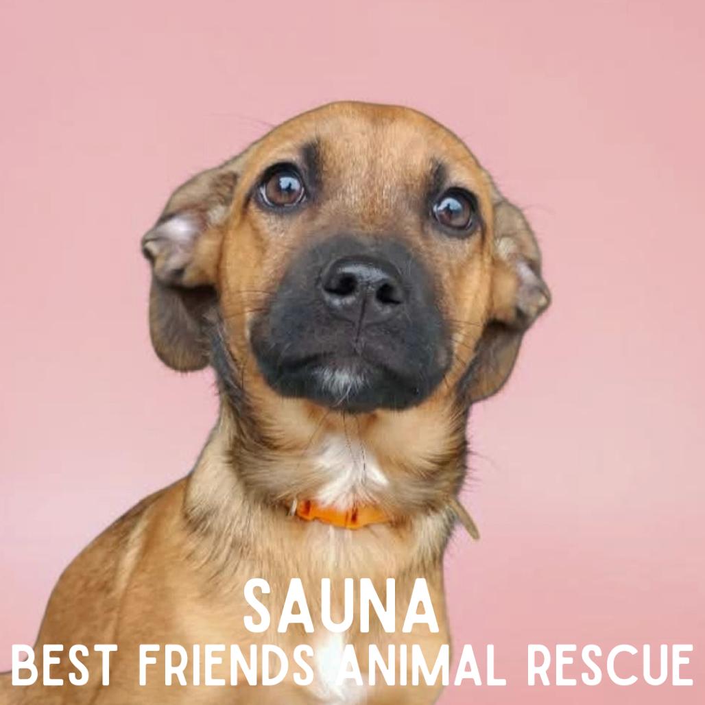 Sauna, a Adoptable Mixed Breed in Wasilla, AK image 4/6