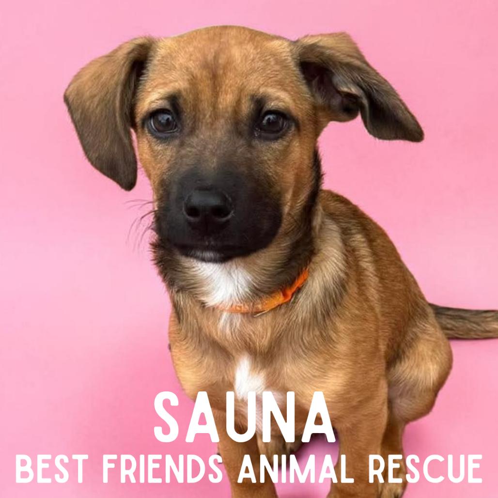 Sauna, a Adoptable Mixed Breed in Wasilla, AK image 5/6