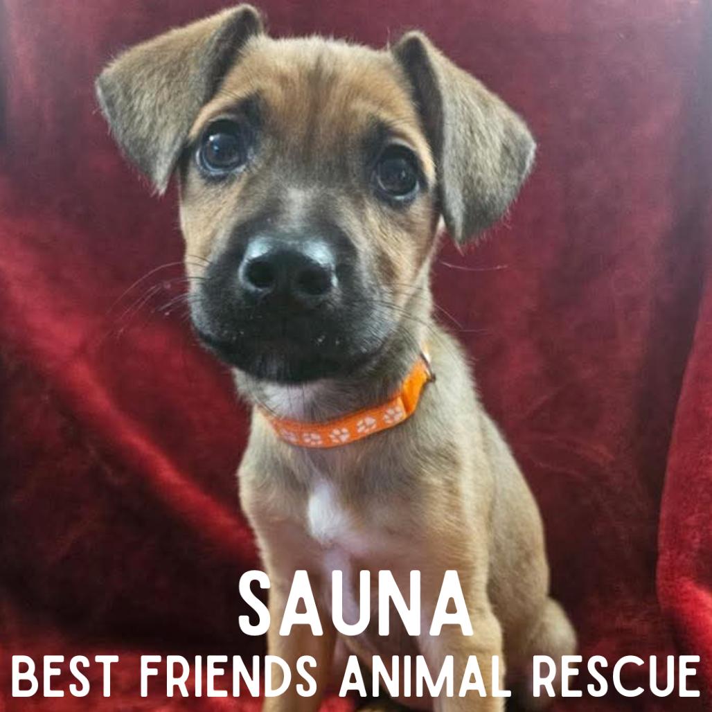 Sauna, a Adoptable Mixed Breed in Wasilla, AK image 6/6