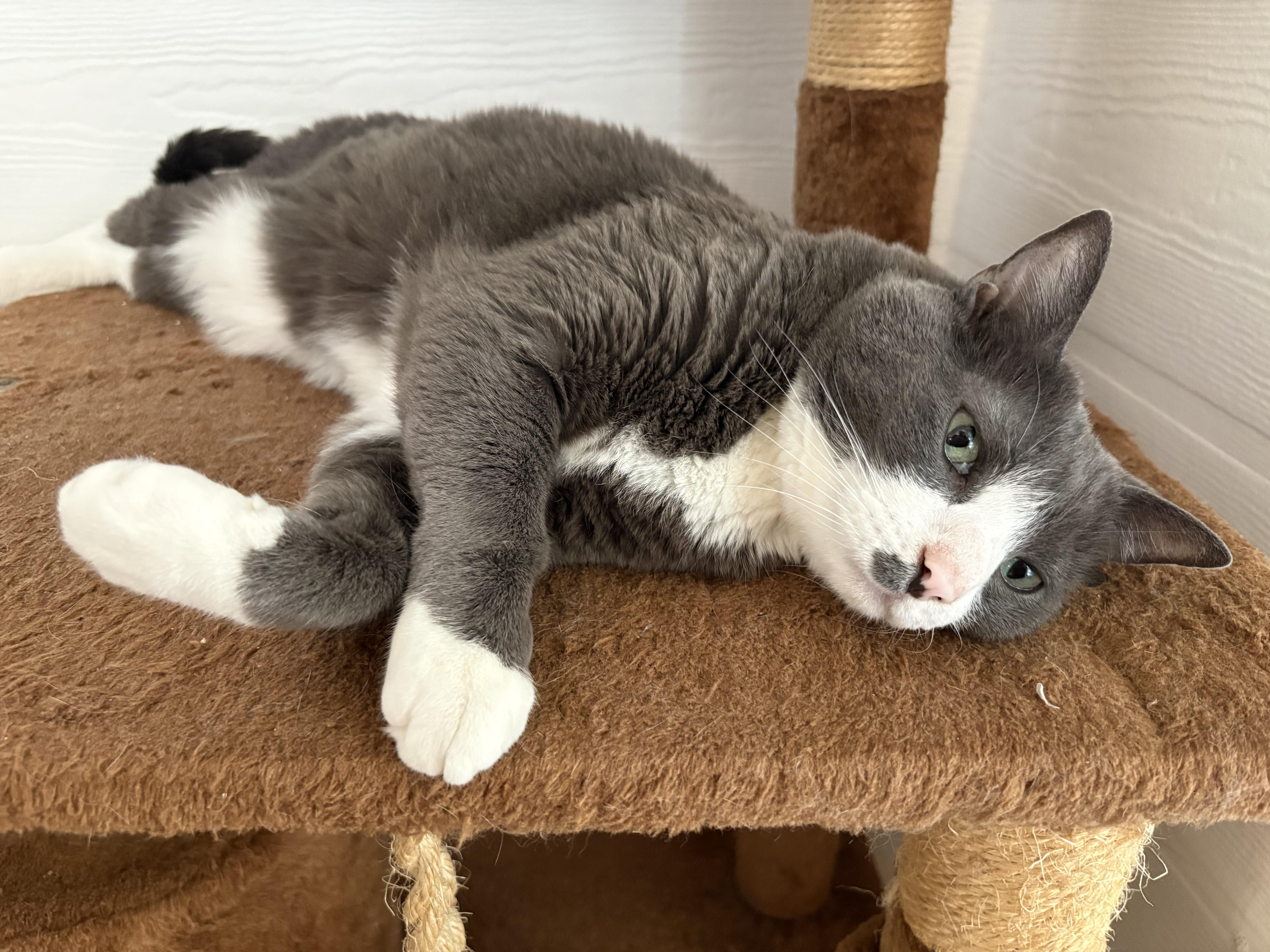 Enlarge Cookie, a Adopted Domestic Short Hair in Melbourne, FL image 2/4