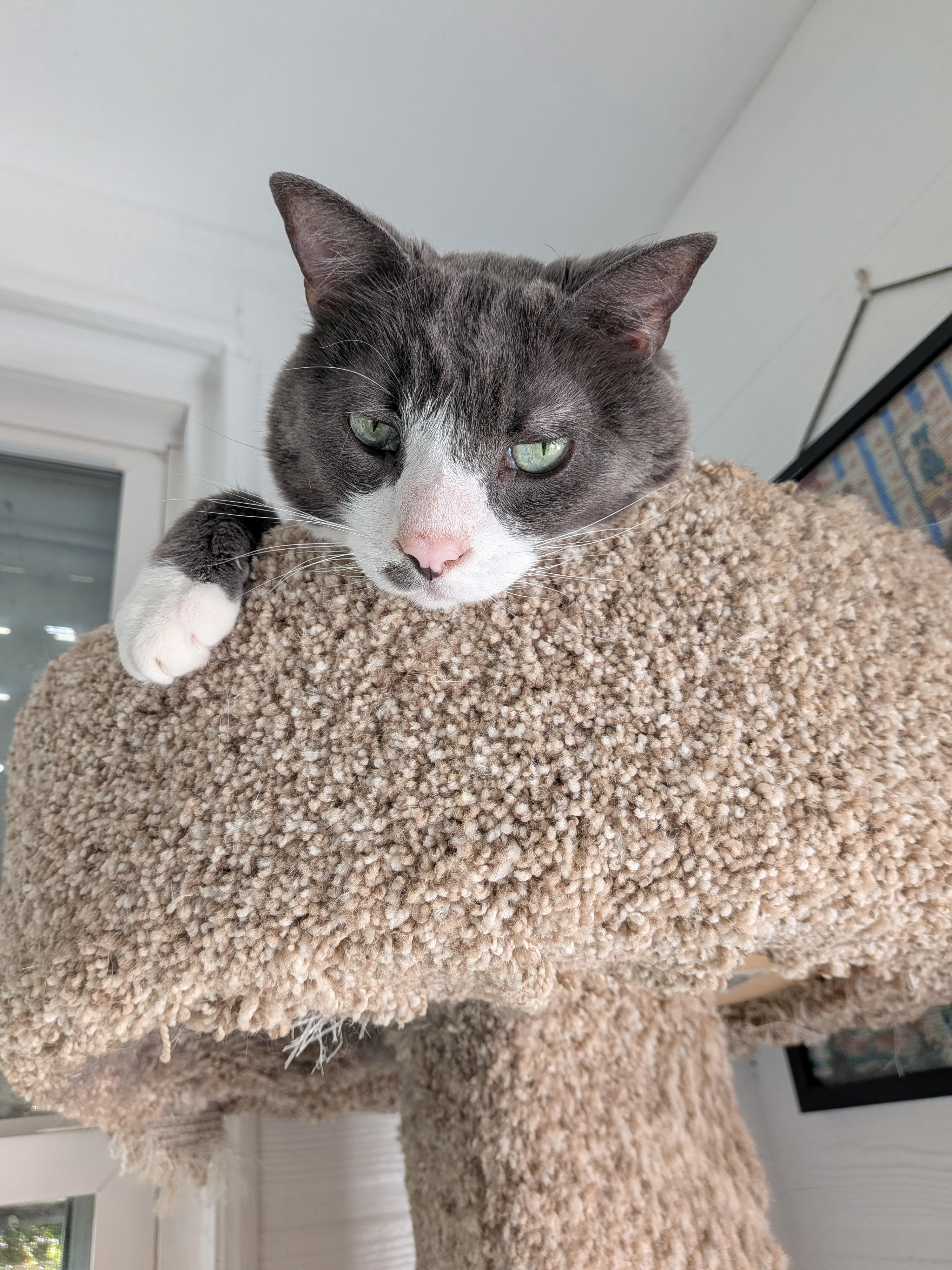Cookie, Adopted, Senior Male Domestic Short Hair.
