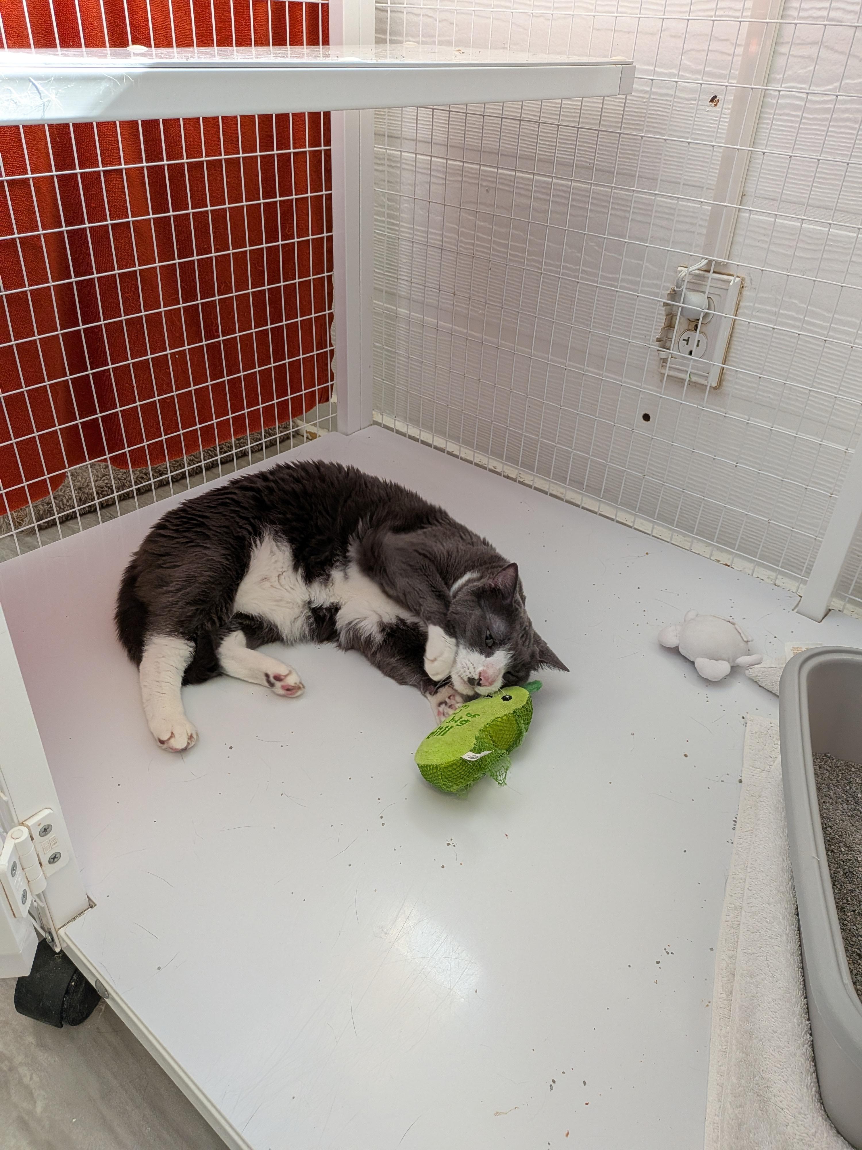 Enlarge Cookie, a Adopted Domestic Short Hair in Melbourne, FL image 4/4