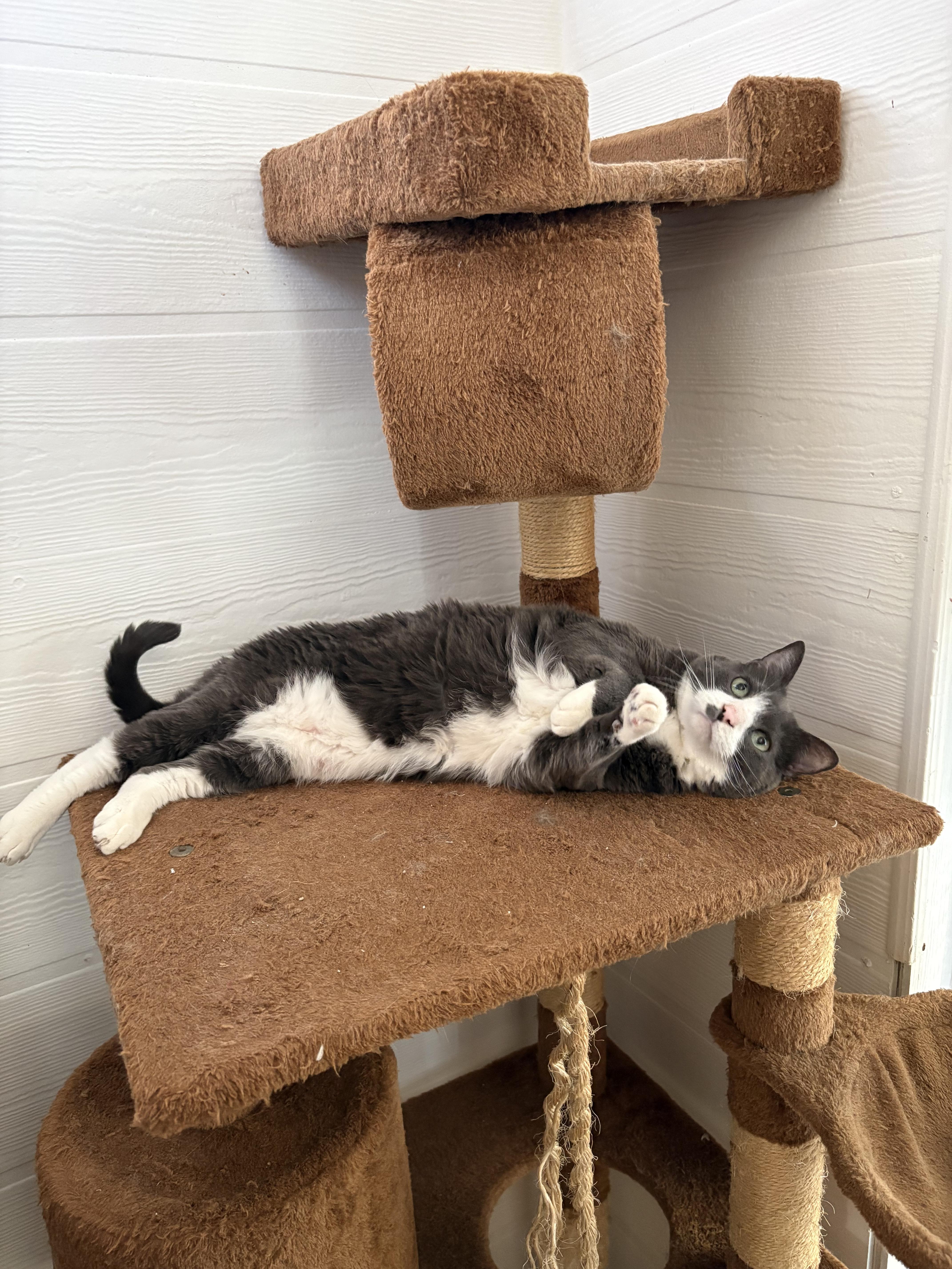 Enlarge Cookie, a Adopted Domestic Short Hair in Melbourne, FL image 3/4