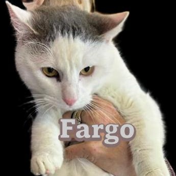 Enlarge Fargo, a ADOPTABLE Domestic Short Hair in Klamath Falls, OR image 1/1