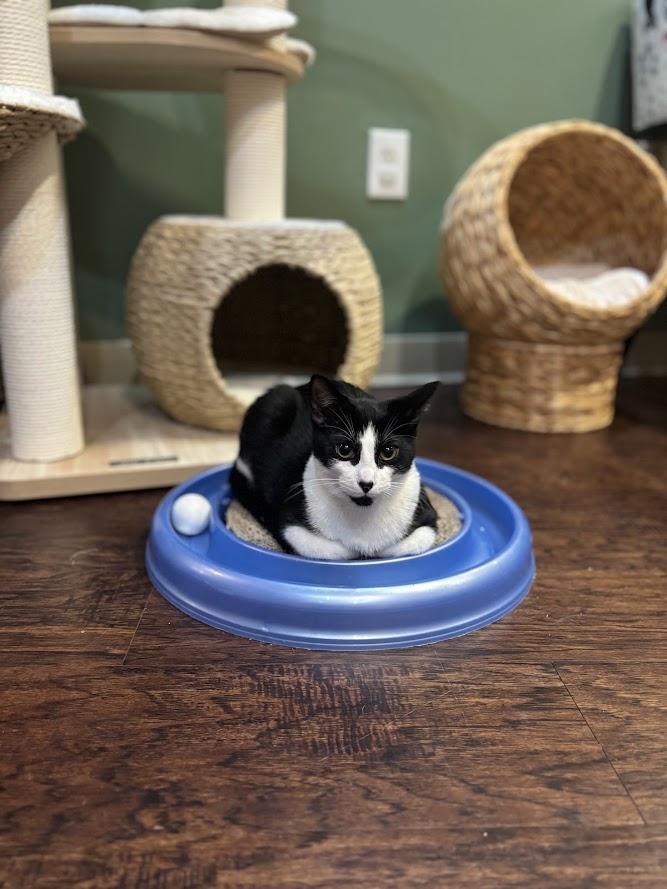 Enlarge Freddie Mercury, a Adopted Domestic Short Hair in The Colony, TX image 3/5