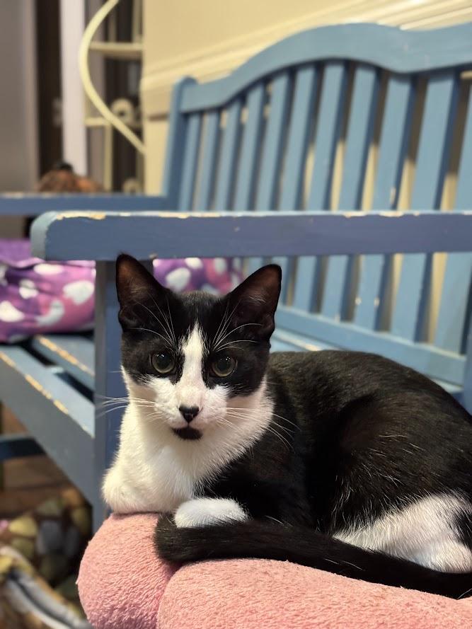 Enlarge Freddie Mercury, a Adopted Domestic Short Hair in The Colony, TX image 4/5
