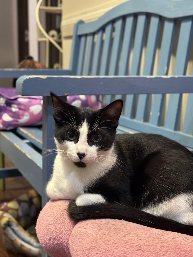 Enlarge Freddie Mercury, a Adopted Domestic Short Hair in The Colony, TX image 1/5