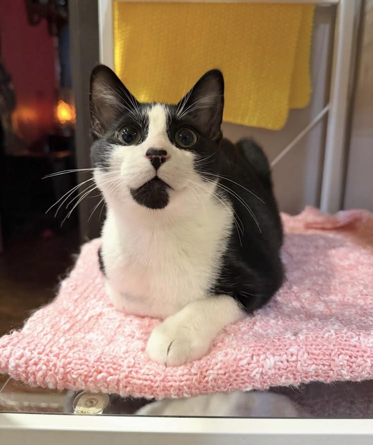 Enlarge Freddie Mercury, a Adopted Domestic Short Hair in The Colony, TX image 2/5