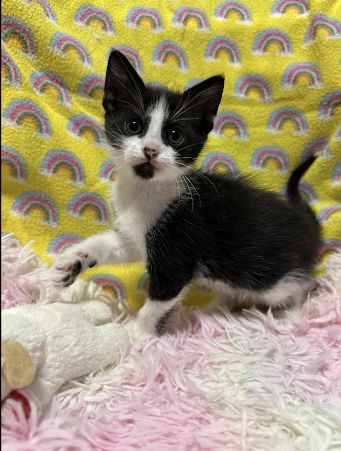 Enlarge Freddie Mercury, a Adopted Domestic Short Hair in The Colony, TX image 5/5