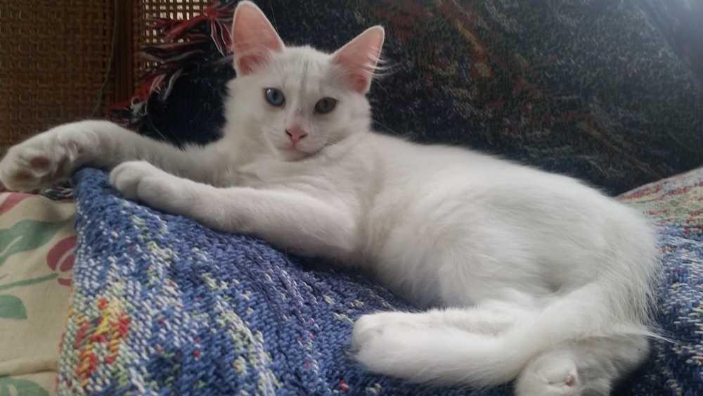 Pinky-, Adopted, Young Male Domestic Short Hair.