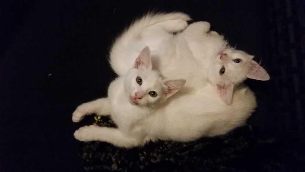 Enlarge Pinky-, a Adopted Domestic Short Hair in Jessup, MD image 2/2