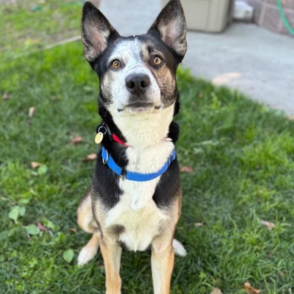 Bread, Adoptable, Adult Male German Shepherd Dog & Border Collie.