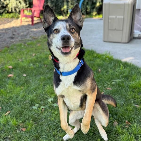 Bread, a Adoptable mixed breed in Oakland, CA image 2/3