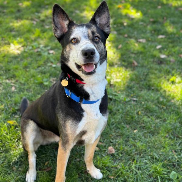Bread, a Adoptable mixed breed in Oakland, CA image 3/3