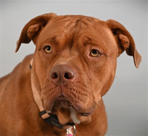 Enlarge PRINCESS PEACH, a Adoptable mixed breed in Loveland, CO image 1/1