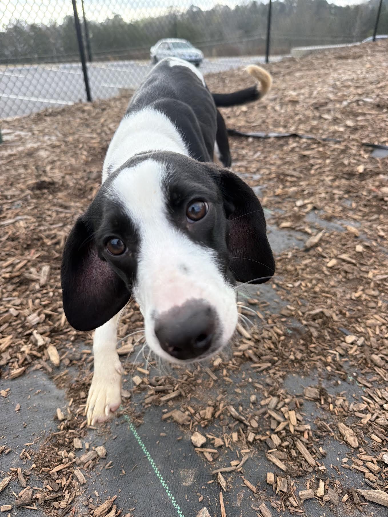 Enlarge Katt, a ADOPTABLE mixed breed in Cumming, GA image 2/5