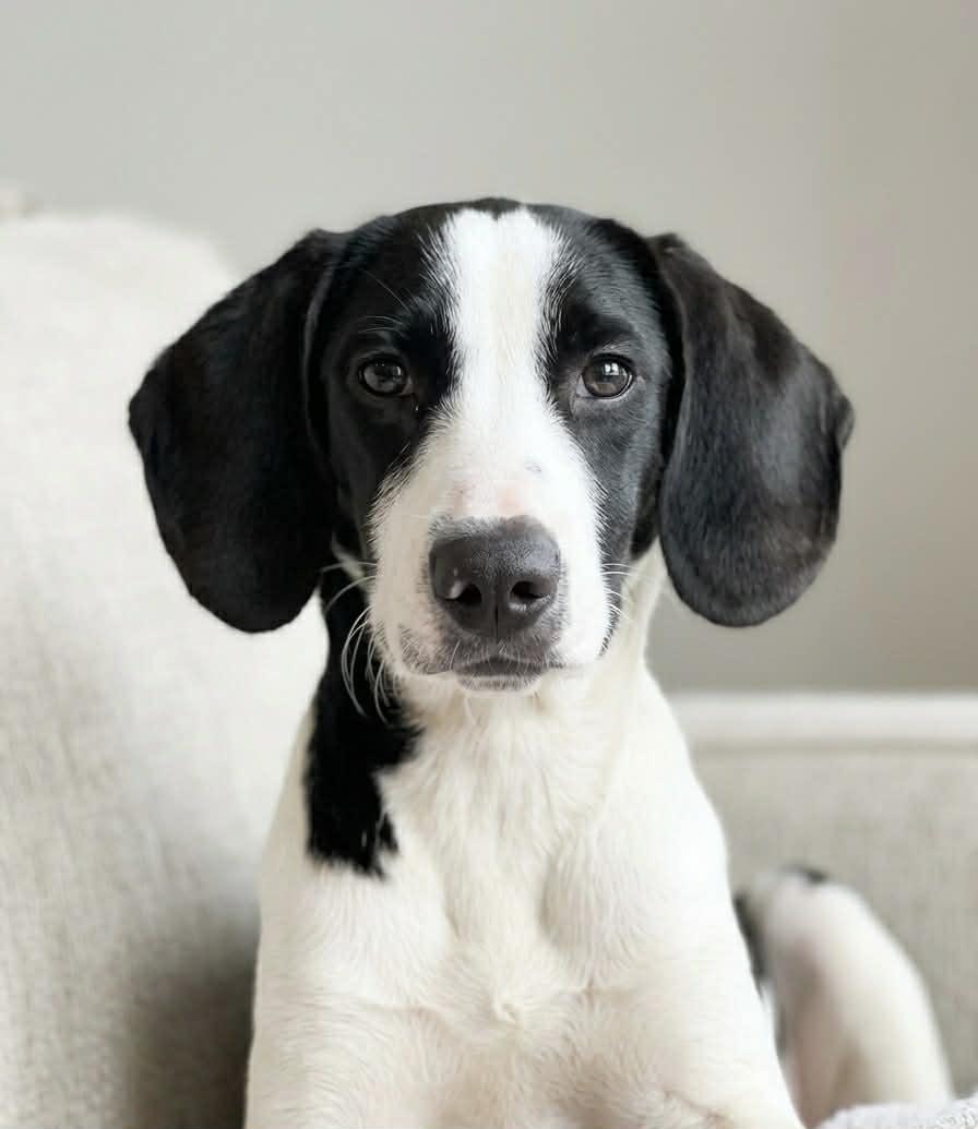 Enlarge Katt, a ADOPTABLE mixed breed in Cumming, GA image 1/5