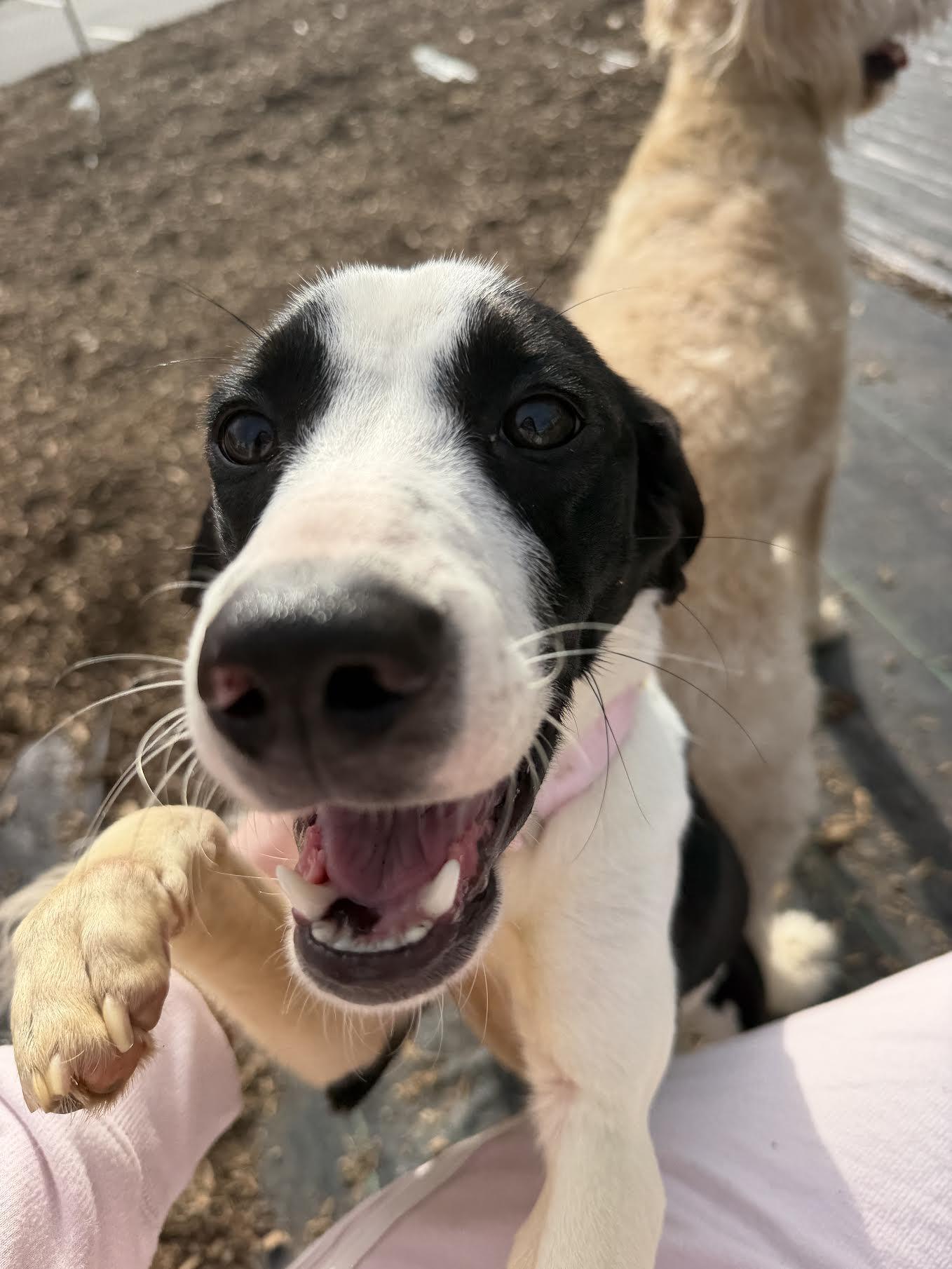 Enlarge Katt, a ADOPTABLE mixed breed in Cumming, GA image 3/5