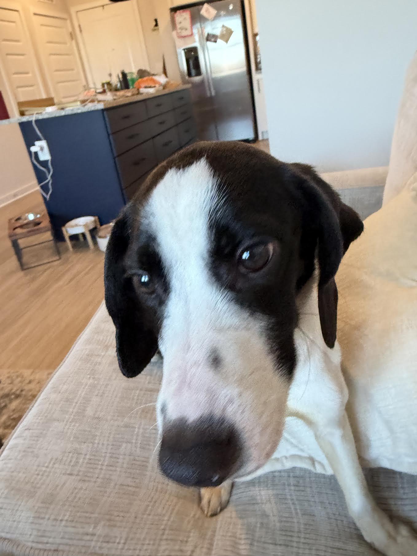 Enlarge Katt, a ADOPTABLE mixed breed in Cumming, GA image 5/5