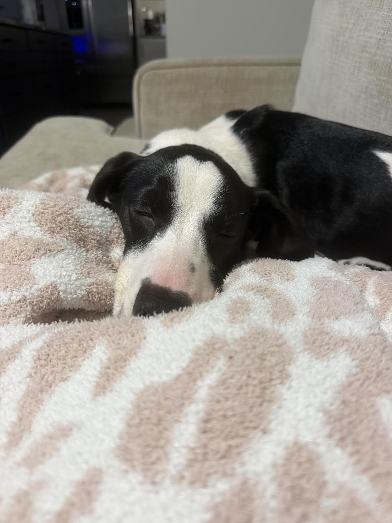 Enlarge Katt, a ADOPTABLE mixed breed in Cumming, GA image 4/5