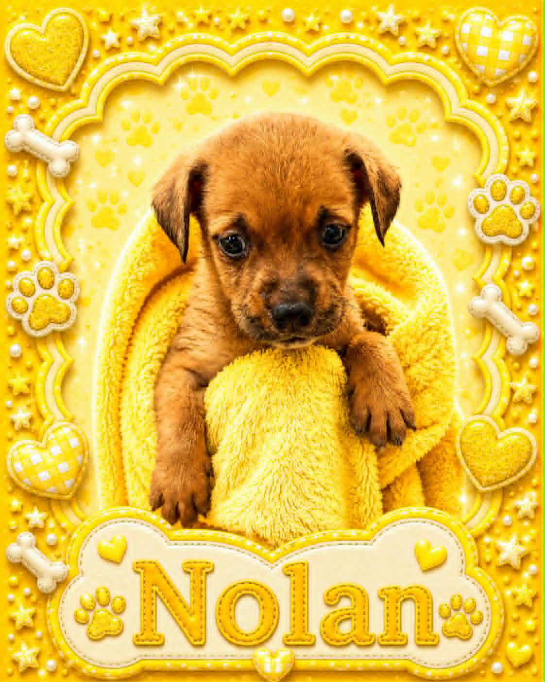 Nolan, ADOPTABLE, Puppy Male Australian Cattle Dog / Blue Heeler.