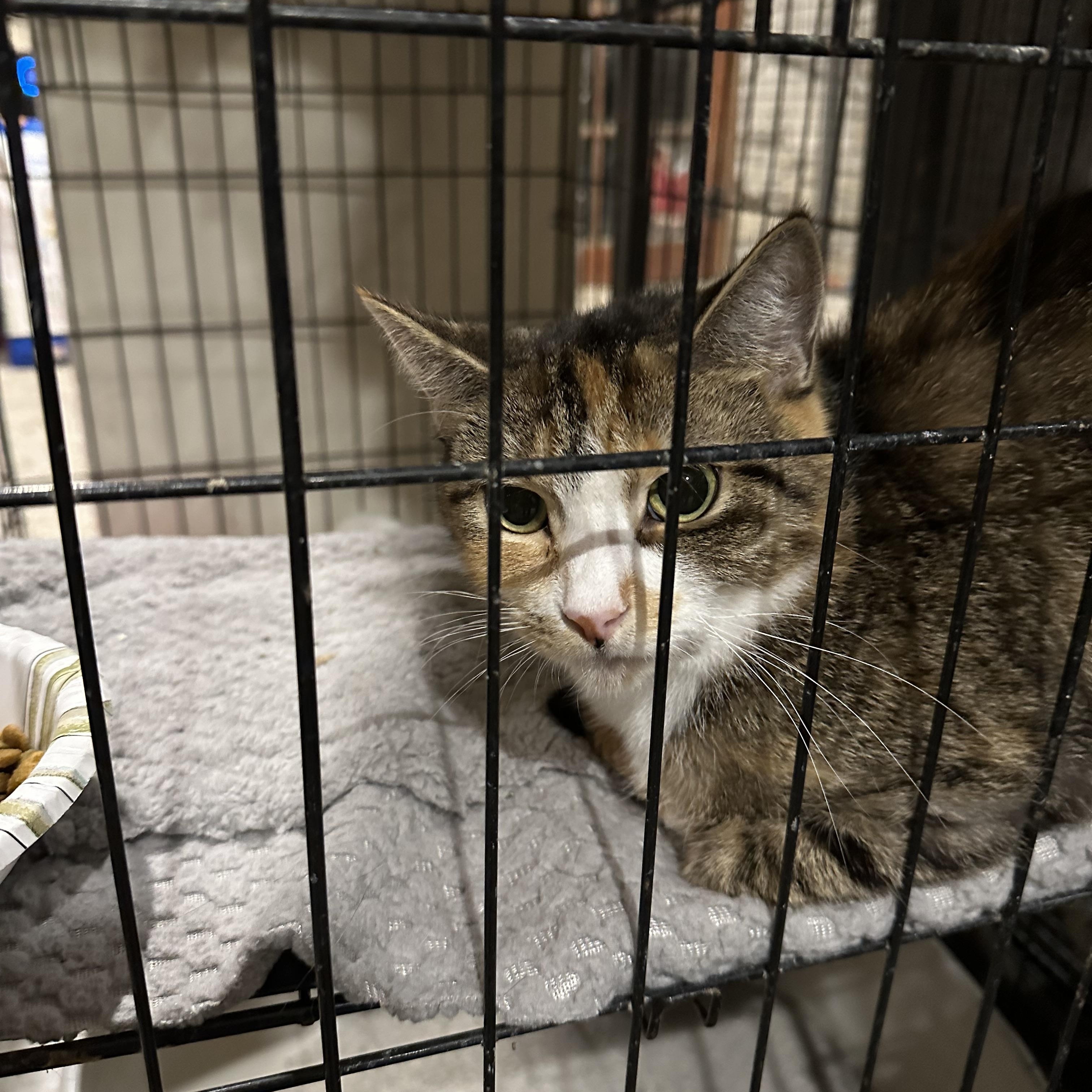 Enlarge Macy, a ADOPTABLE American Shorthair in Waveland, IN image 2/5