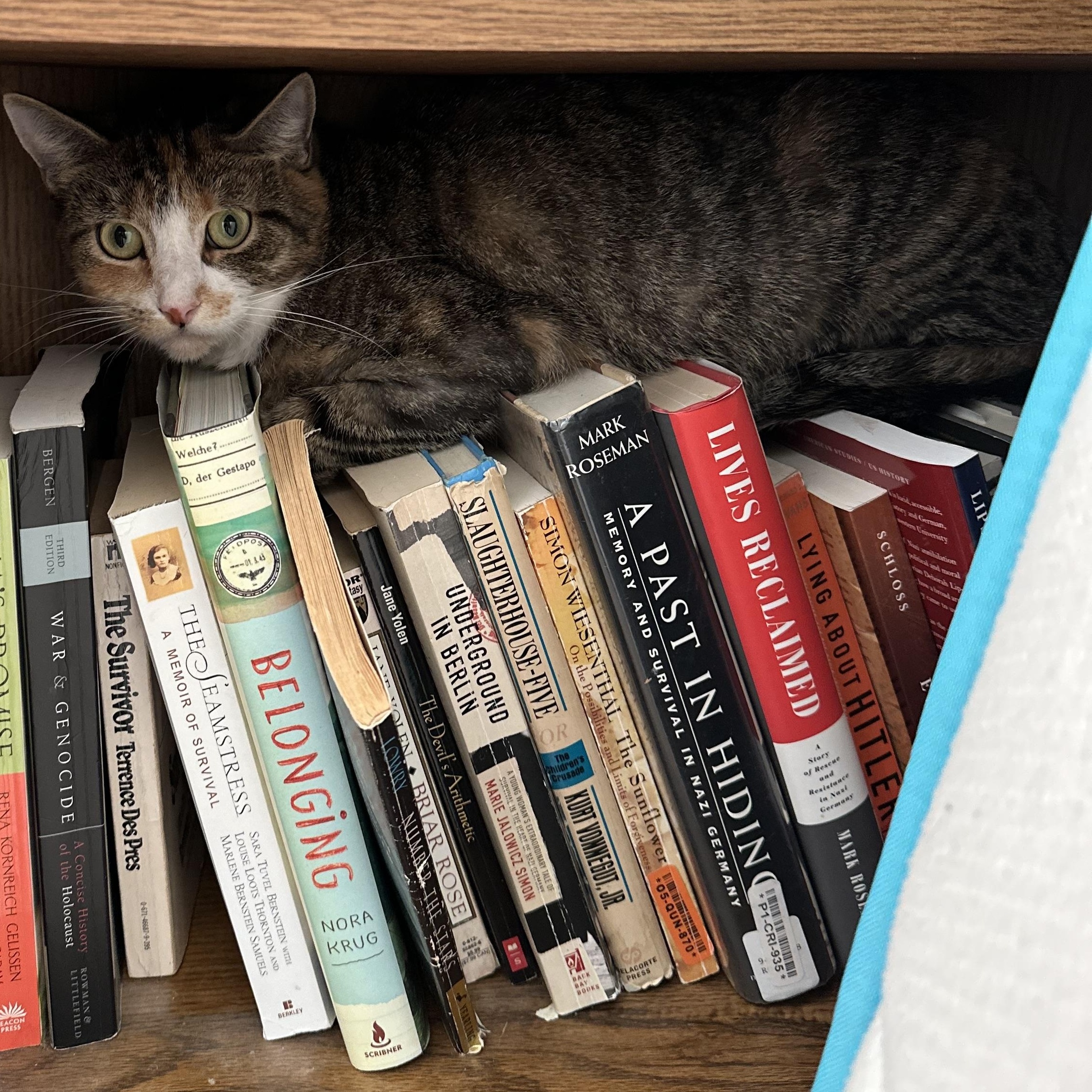 Enlarge Macy, a ADOPTABLE American Shorthair in Waveland, IN image 3/5