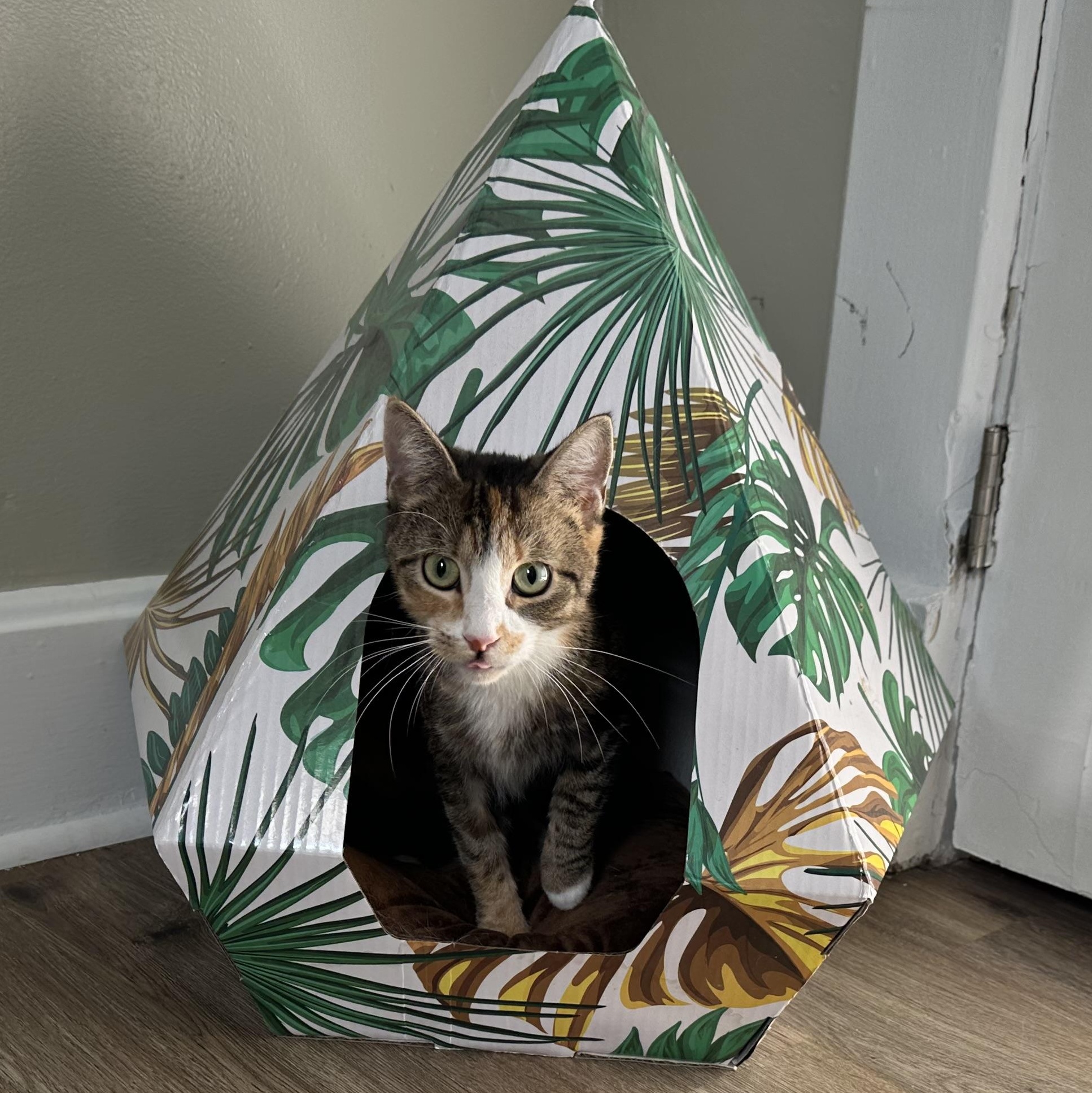 Macy, ADOPTABLE, Adult Female American Shorthair.