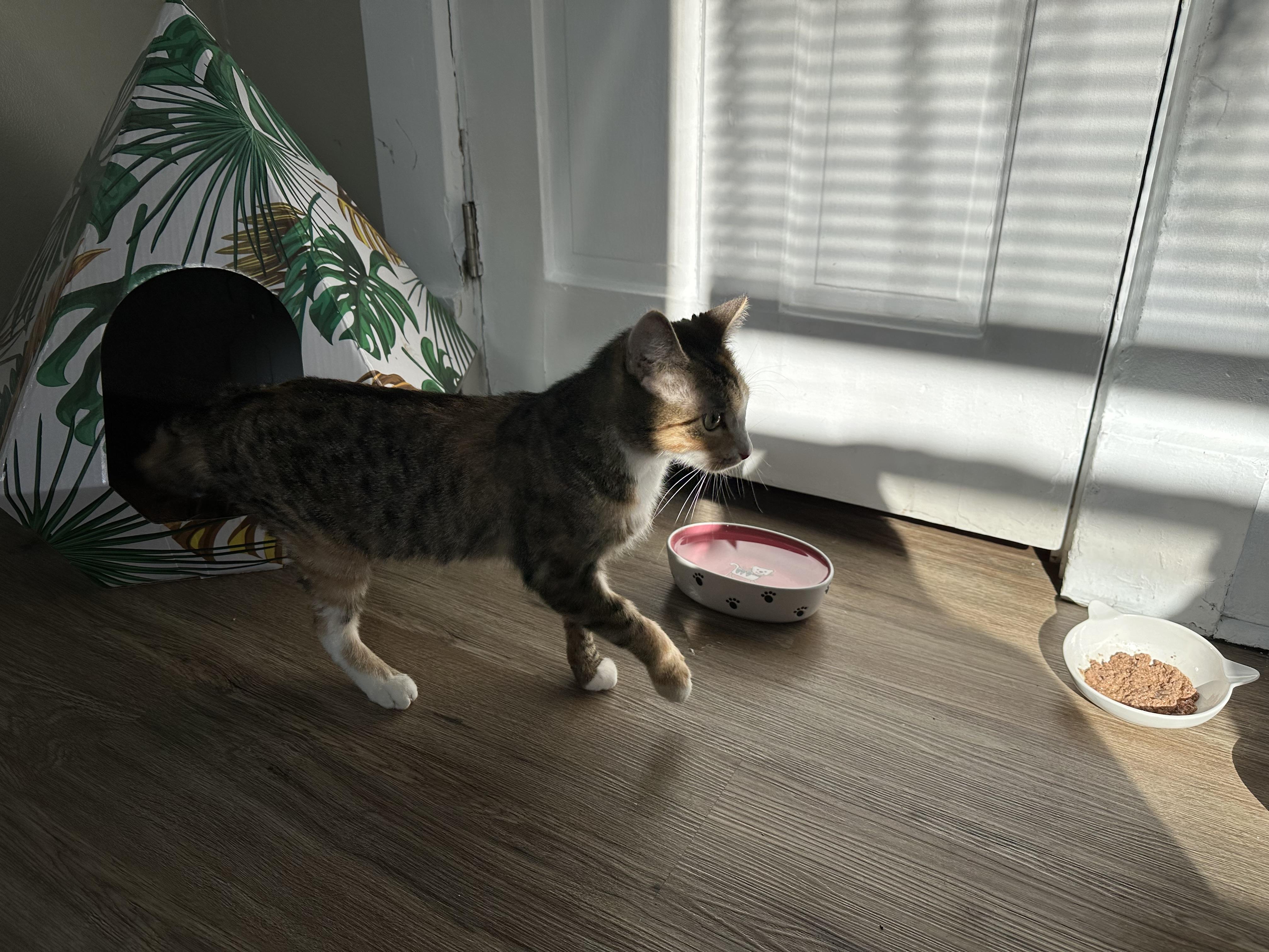 Enlarge Macy, a ADOPTABLE American Shorthair in Waveland, IN image 4/5