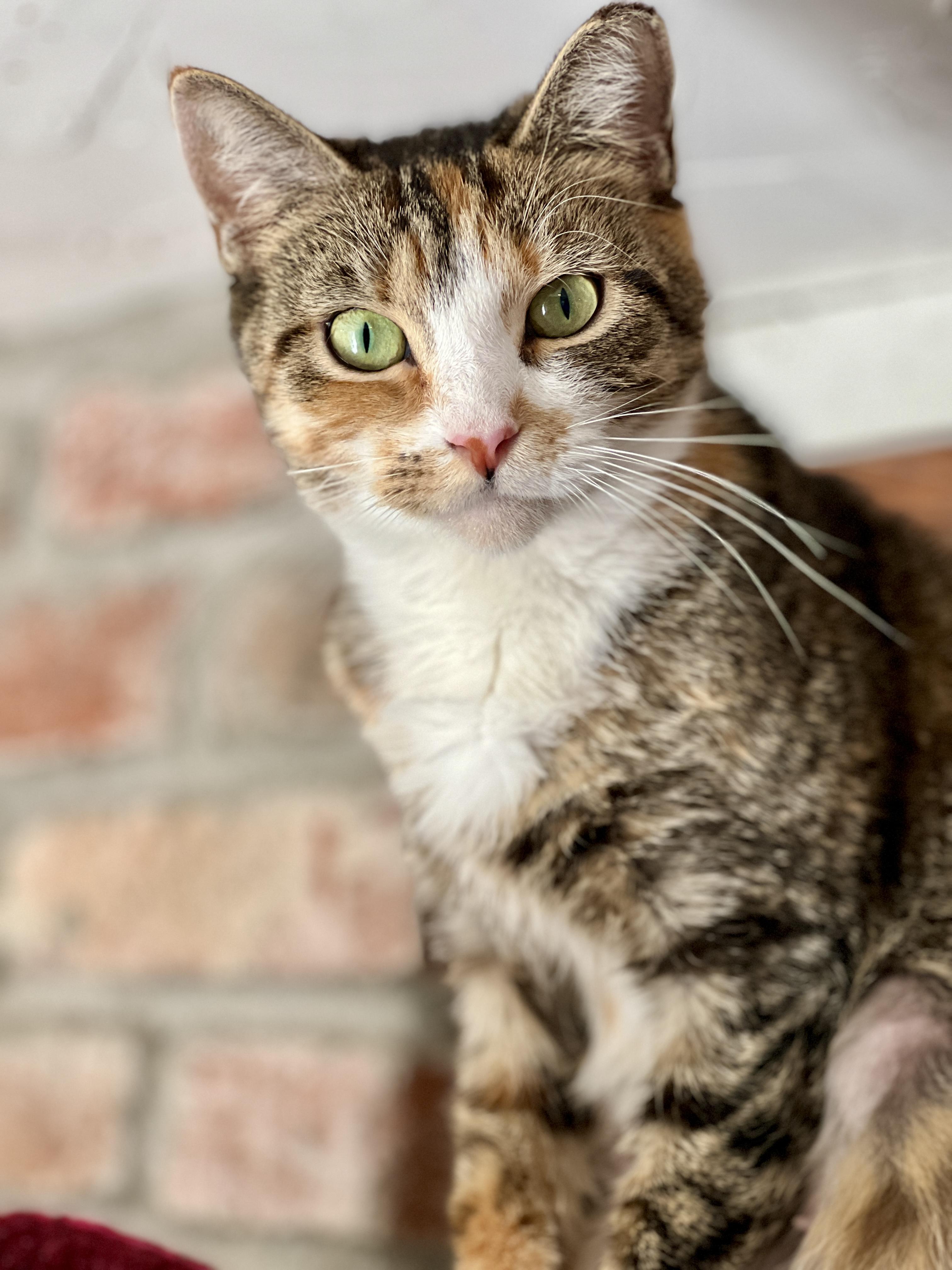 Enlarge Macy, a ADOPTABLE American Shorthair in Waveland, IN image 1/2