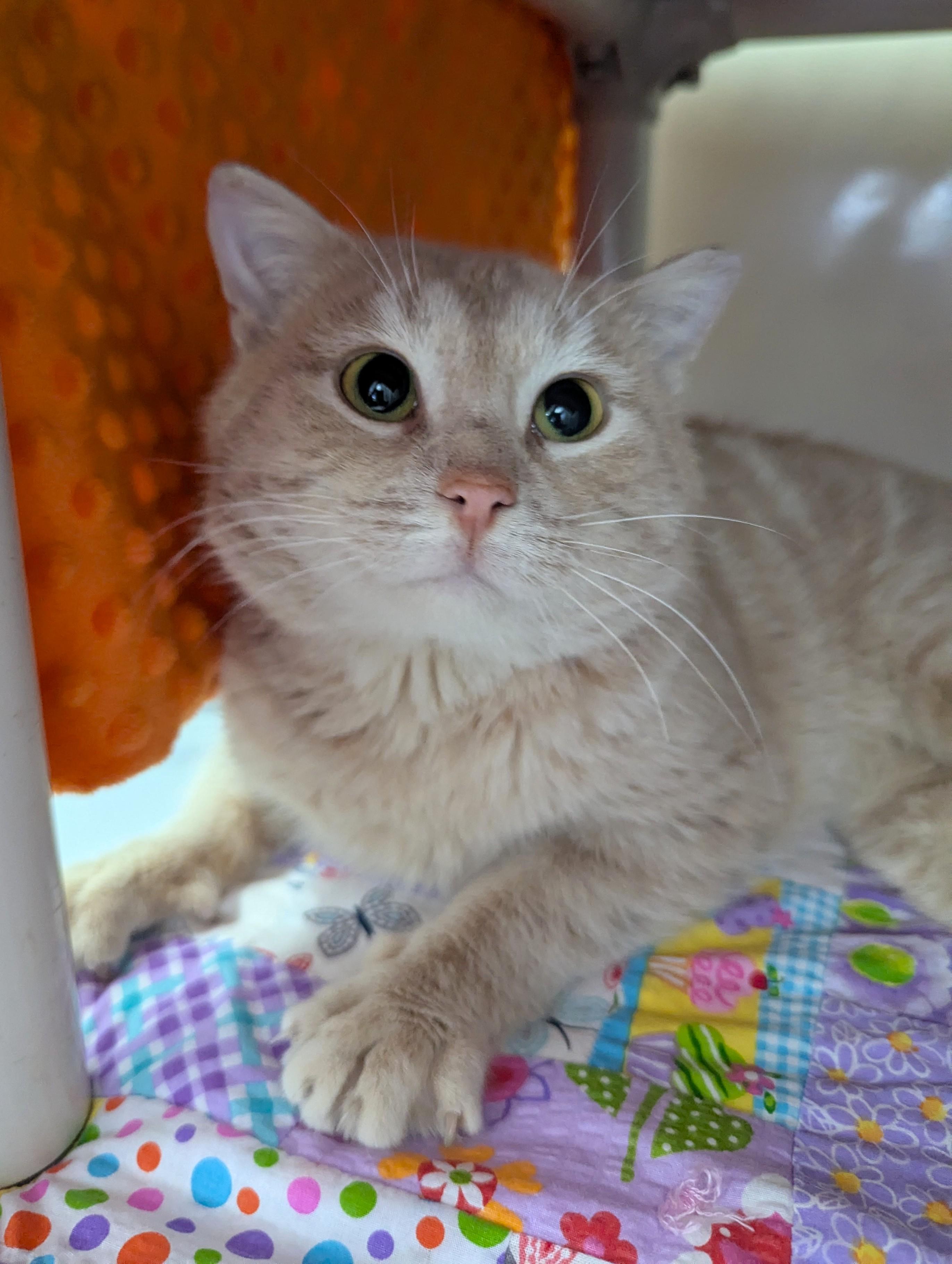 Vent, Adoptable, Adult Male Domestic Short Hair.