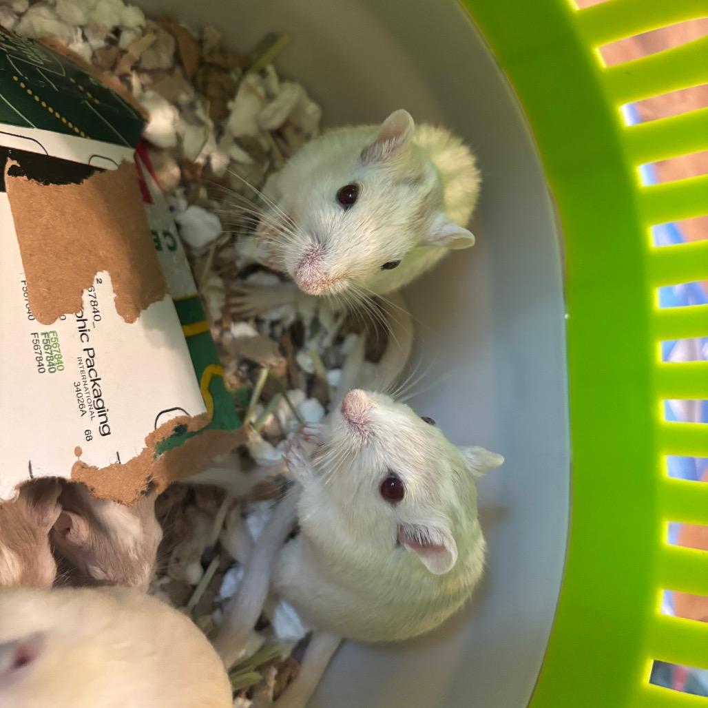 Indigo with Maren and Tessa-In foster, Adoptable, Young Female Gerbil.