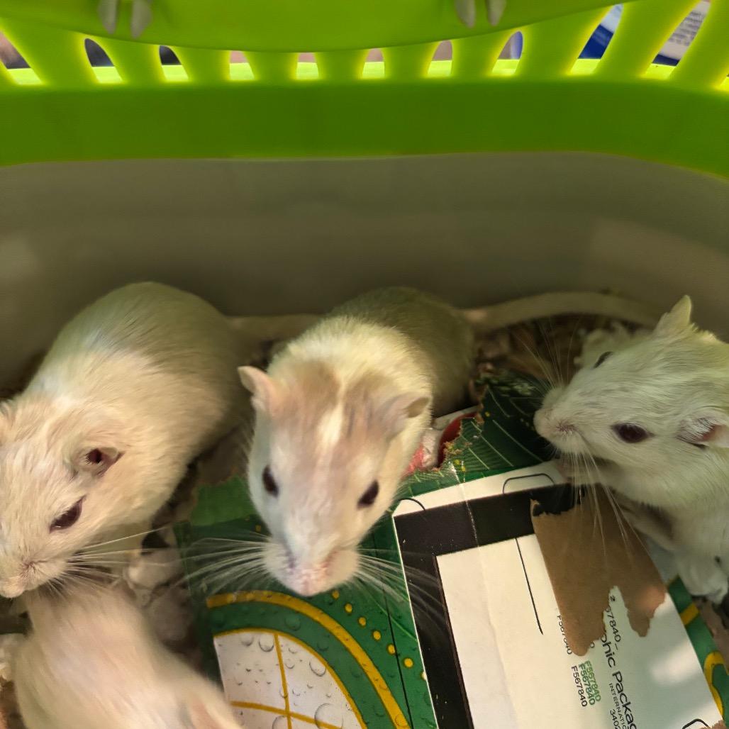 Enlarge Indigo with Maren and Tessa-In foster, a Adoptable Gerbil in Springfield, MA image 2/3