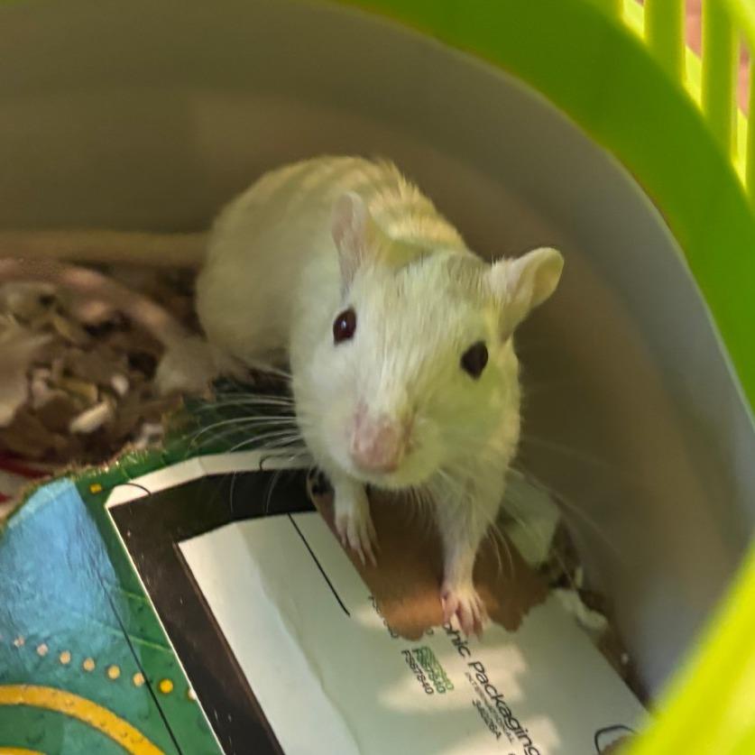 Enlarge Indigo with Maren and Tessa-In foster, a Adoptable Gerbil in Springfield, MA image 3/3