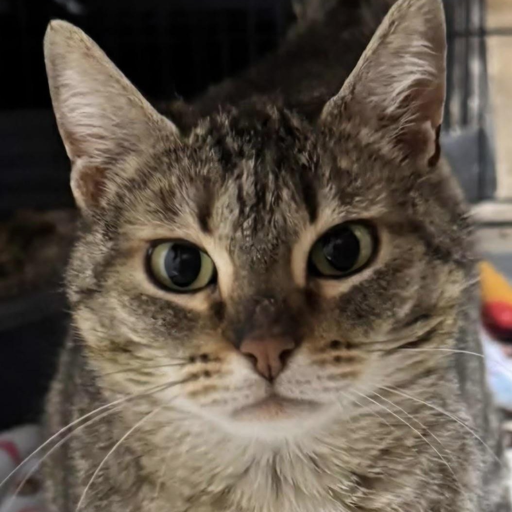 Sheena, ADOPTABLE, Adult Female Domestic Short Hair.