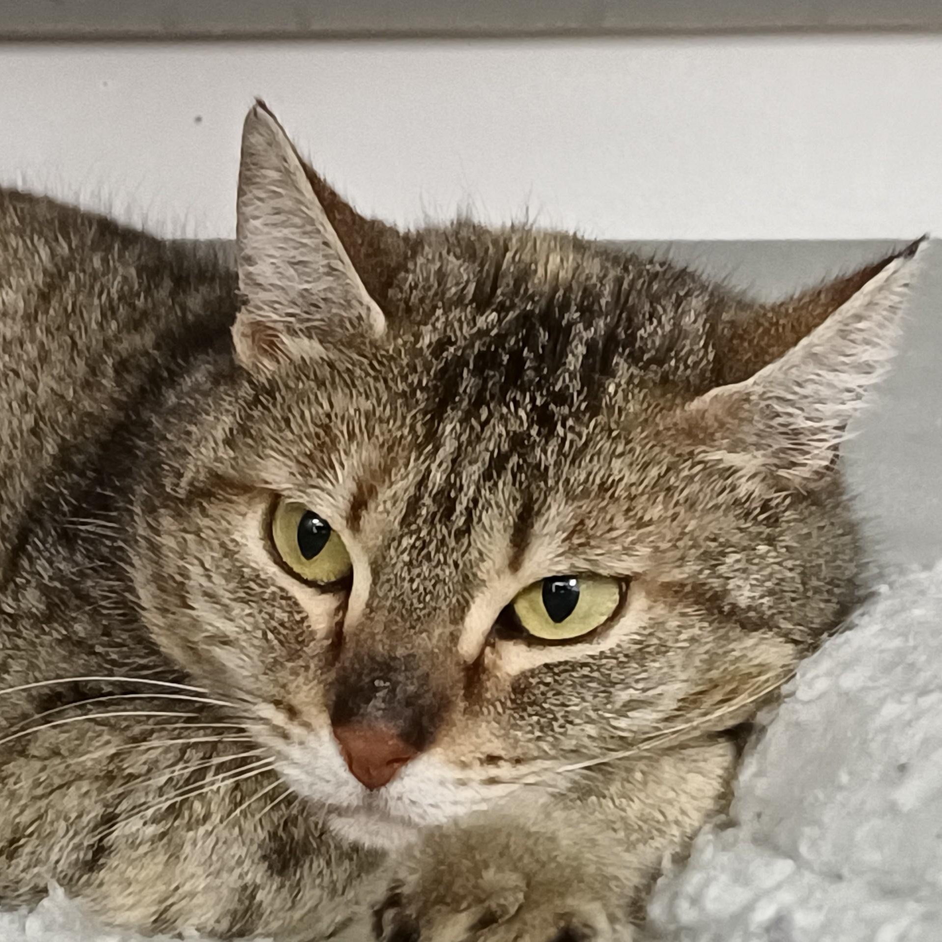 Enlarge Sheena, a ADOPTABLE Domestic Short Hair in Renton , WA image 2/2