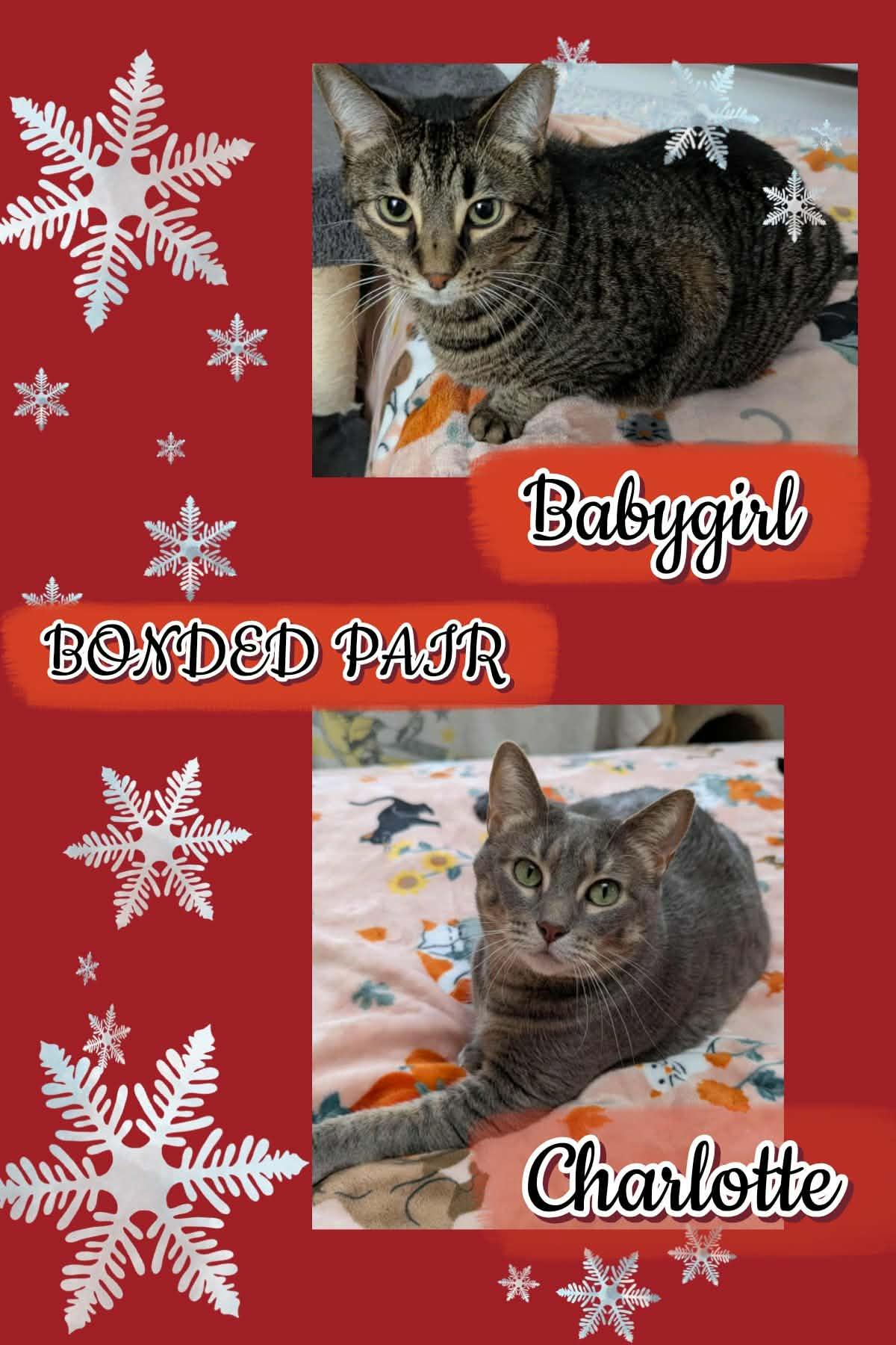 Enlarge CHARLOTTE & BABYGIRL(BONDED PAIR), a Adoptable Domestic Short Hair in Fitchburg, WI image 1/1