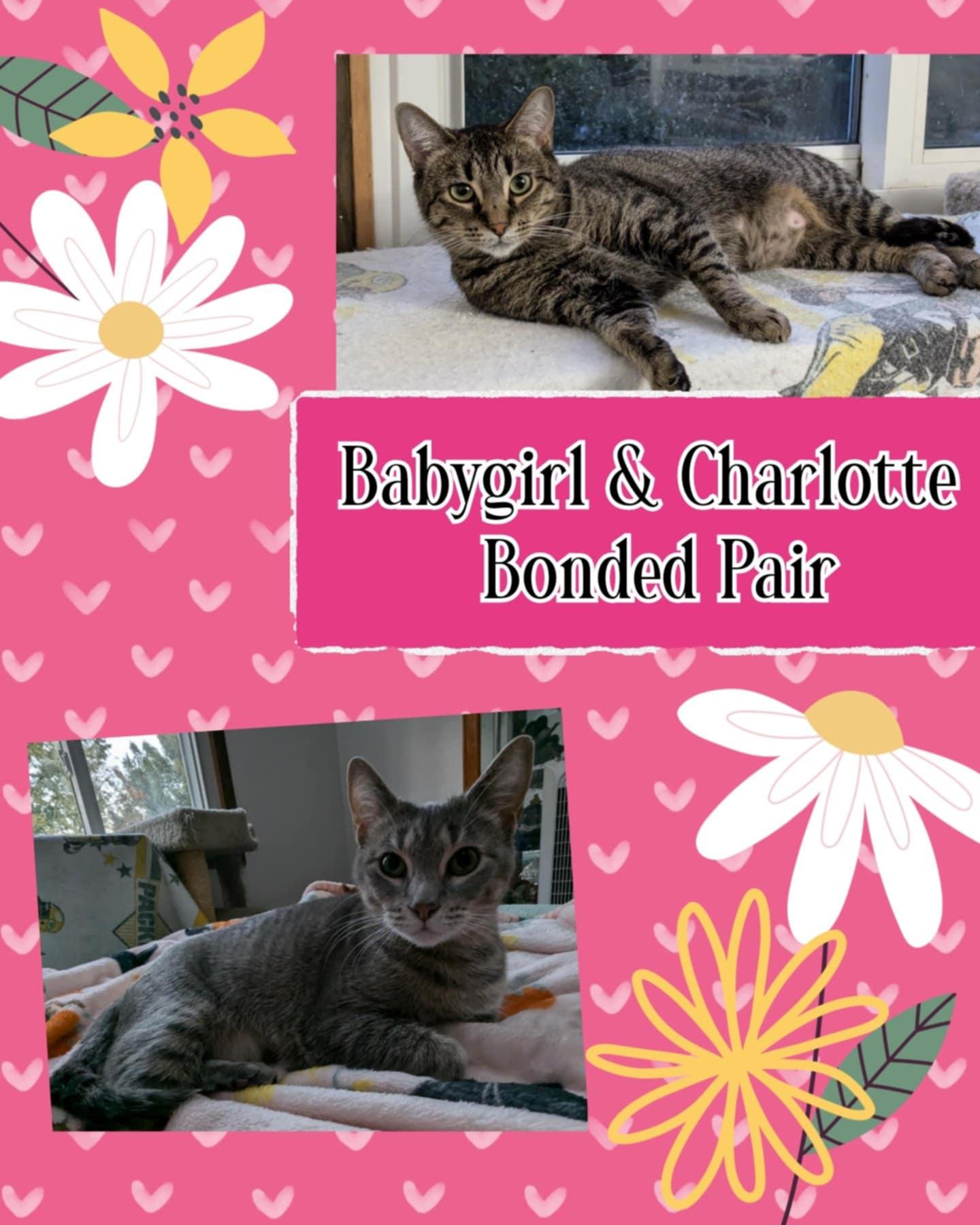 CHARLOTTE & BABYGIRL(BONDED PAIR), Adoptable, Adult Female Domestic Short Hair.