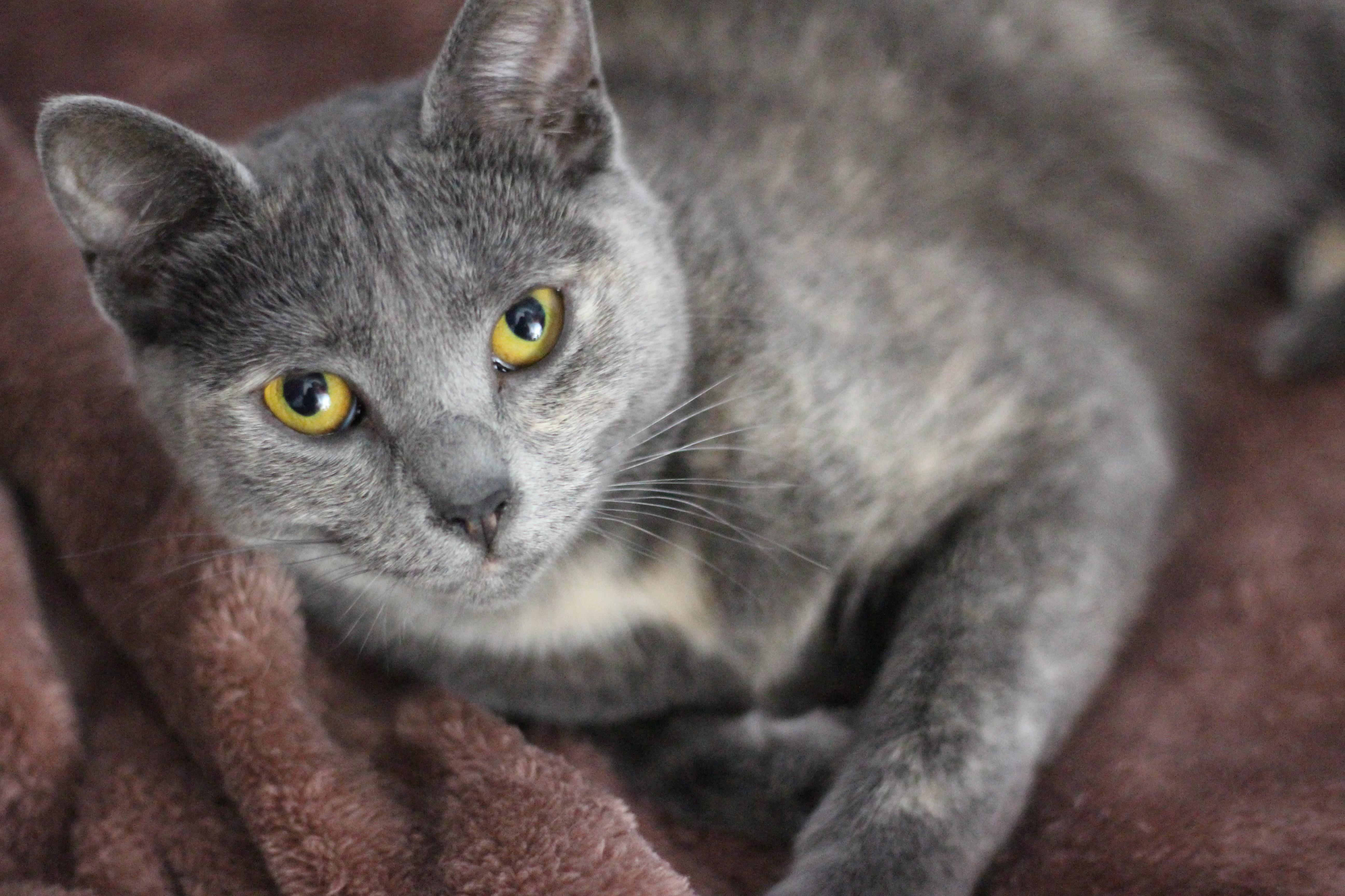 Thistle, a Adopted mixed breed in Brooklyn, NY image 3/5