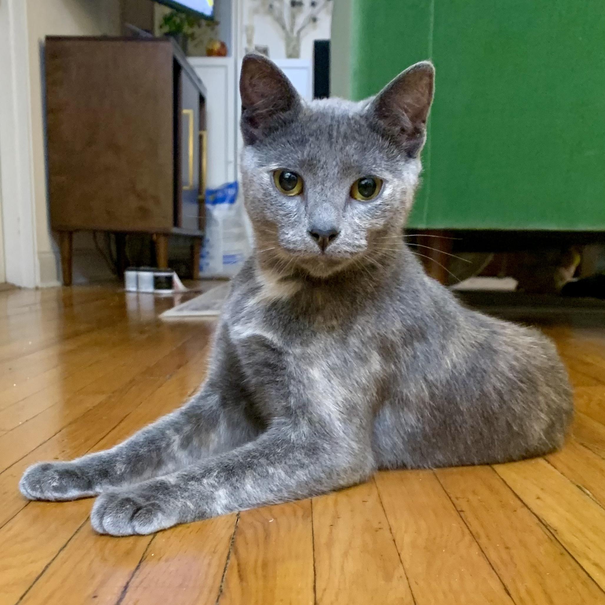 Thistle, Adopted, Young Female Domestic Short Hair & Scottish Fold.