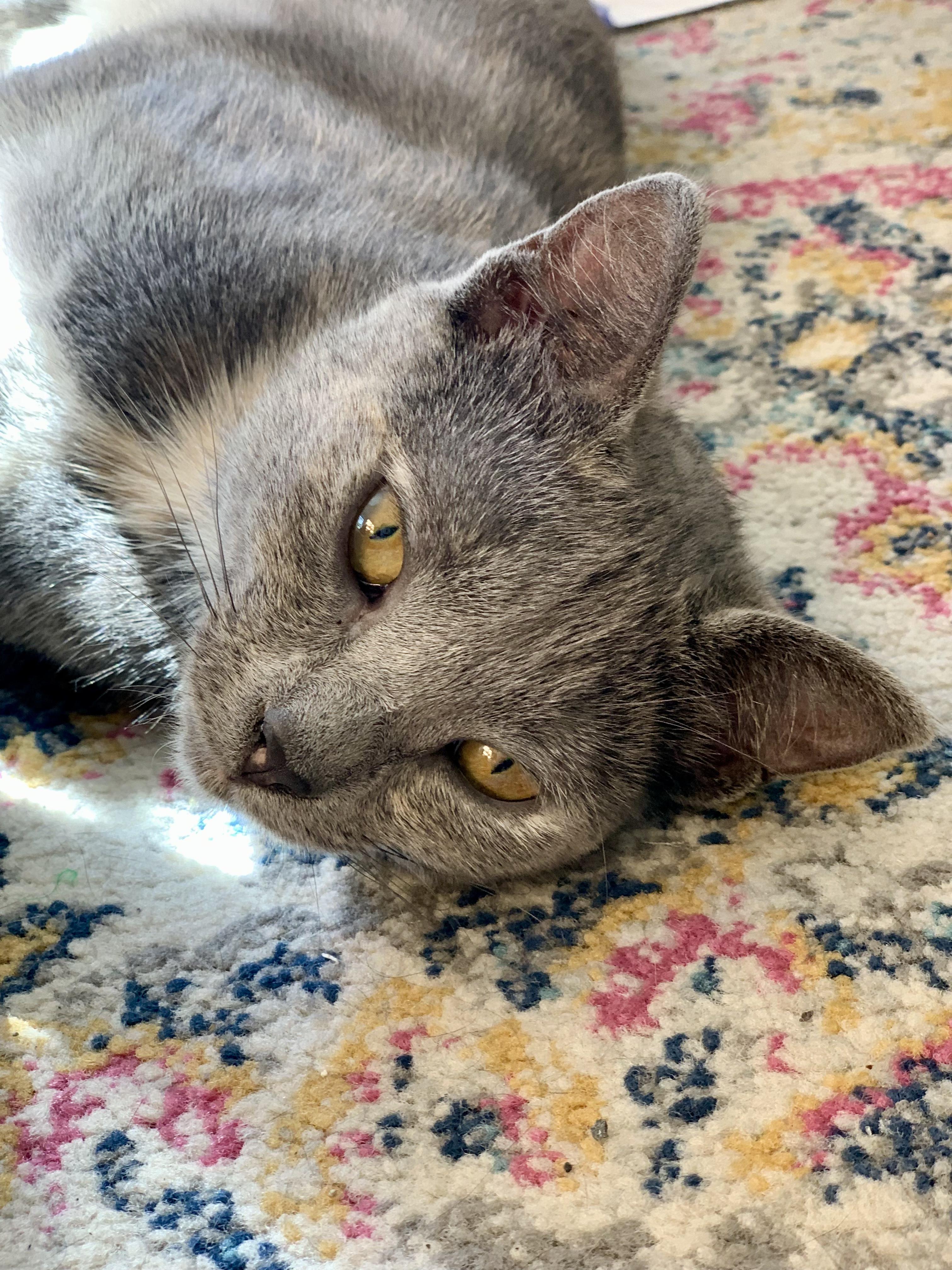 Thistle, a Adopted mixed breed in Brooklyn, NY image 2/5