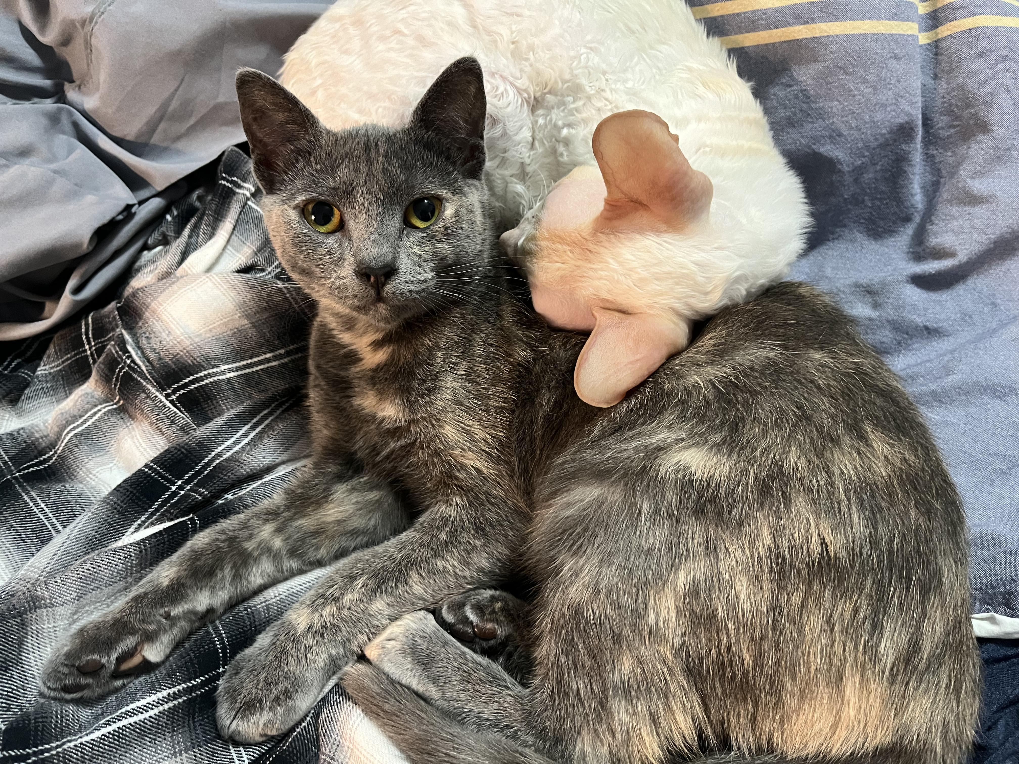 Thistle, a Adopted mixed breed in Brooklyn, NY image 5/5