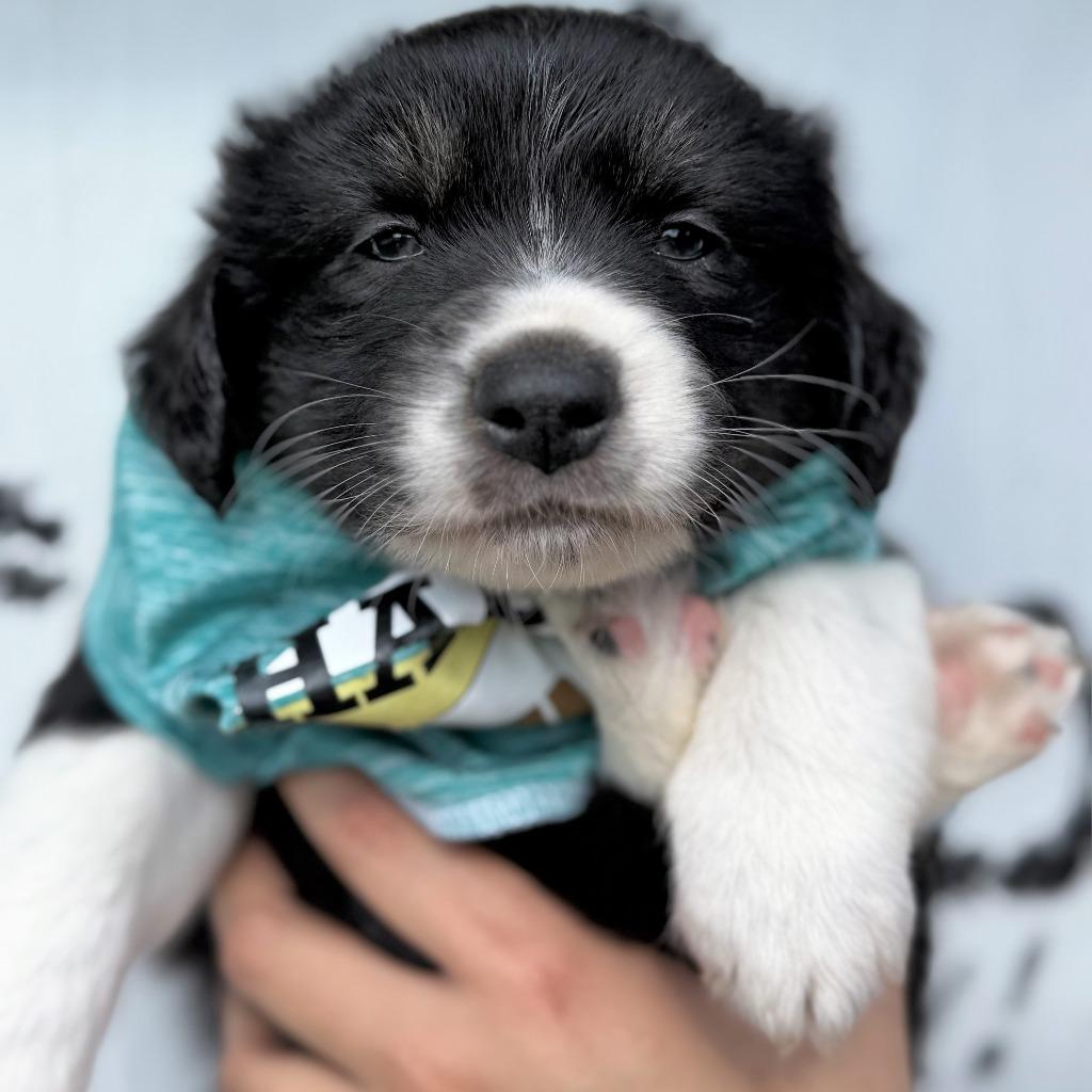 Firu, Adoptable, Puppy Male Border Collie.