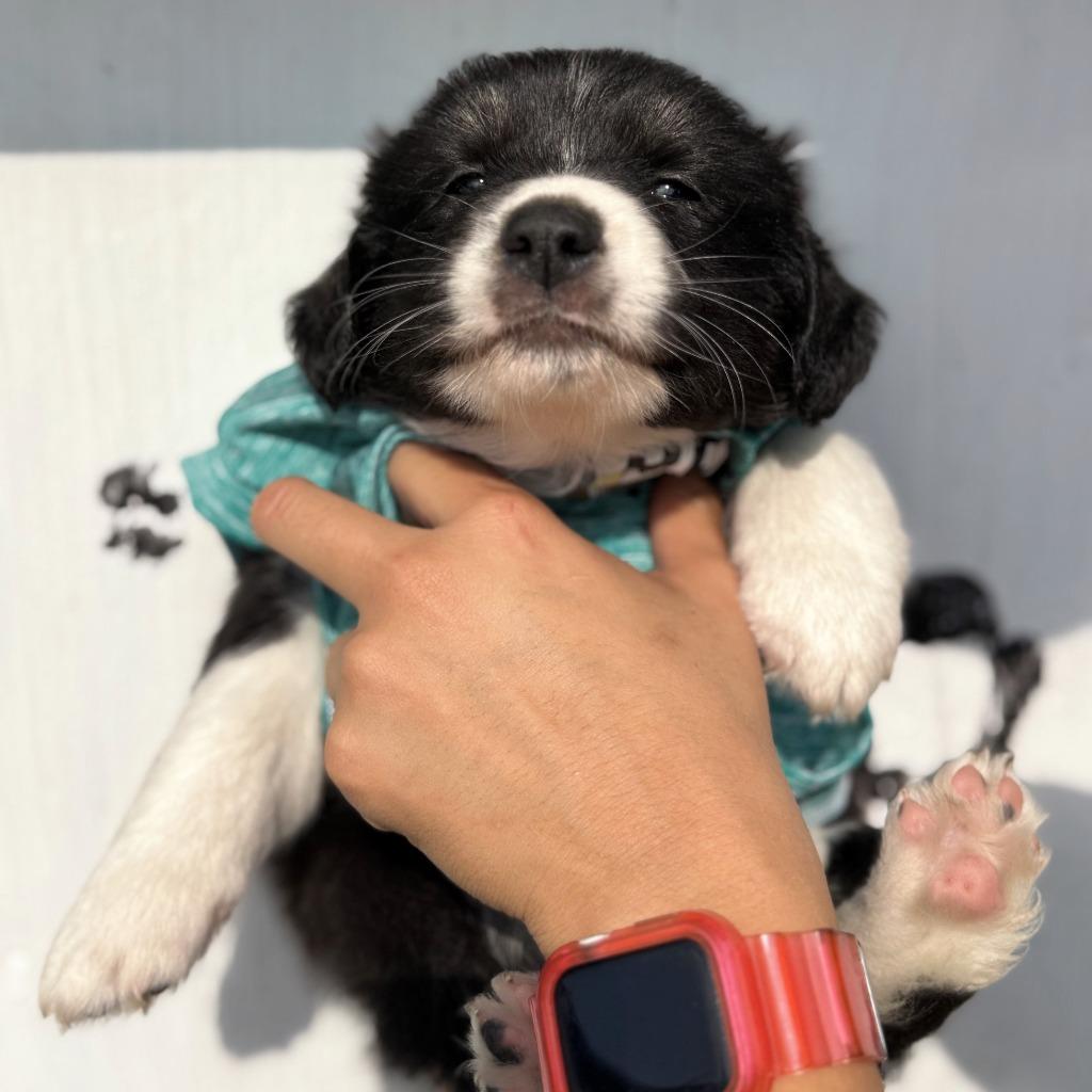 Firu, a Adoptable Border Collie in The Woodlands, TX image 2/2