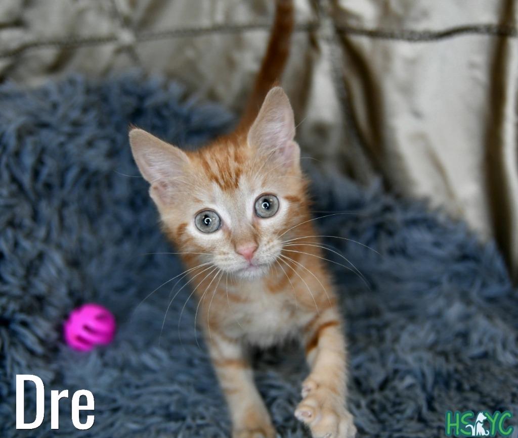Enlarge Dre, a Adoptable mixed breed in Fort Mill, SC image 1/2