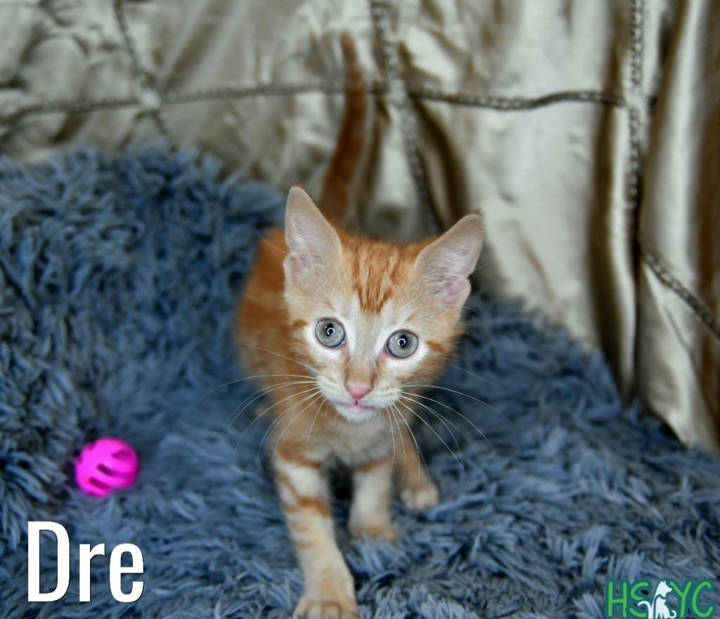 Enlarge Dre, a Adoptable mixed breed in Fort Mill, SC image 2/2