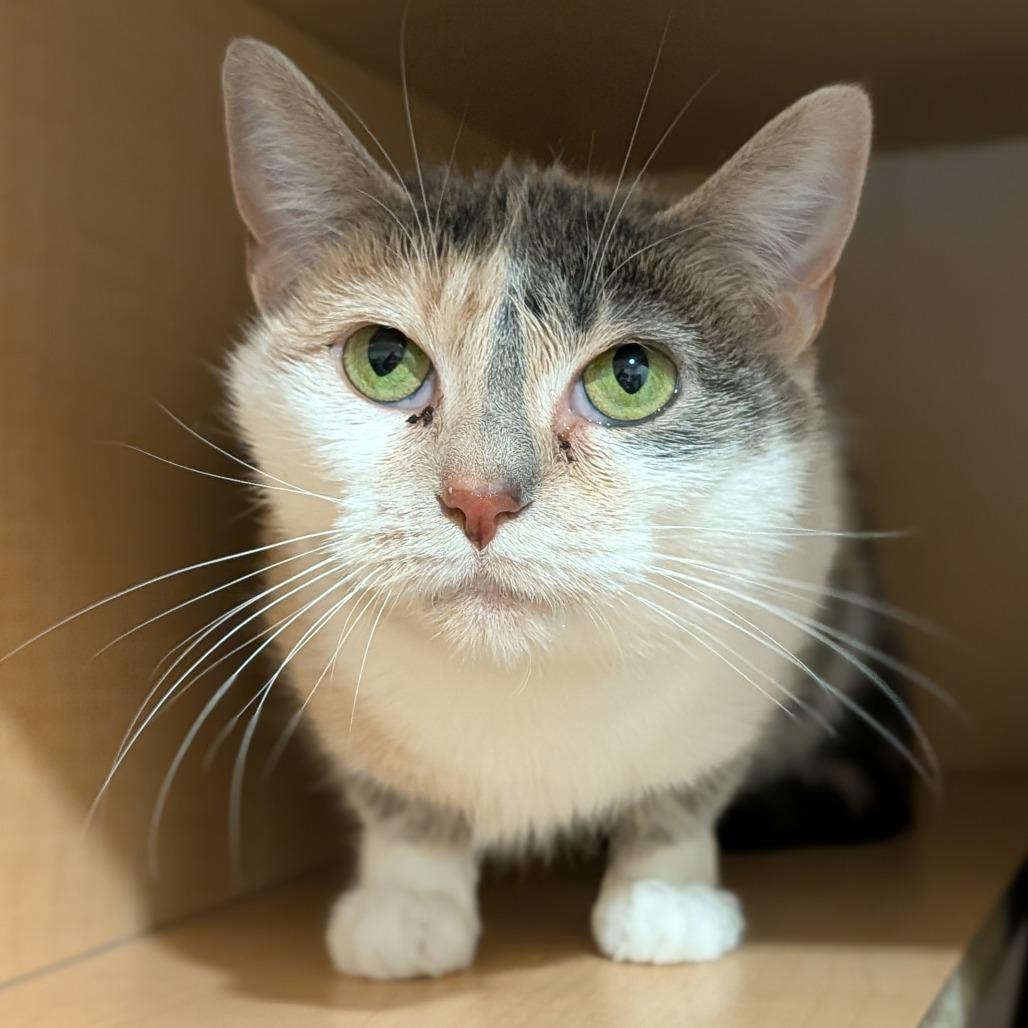 Moon, Adoptable, Adult Female Domestic Short Hair.